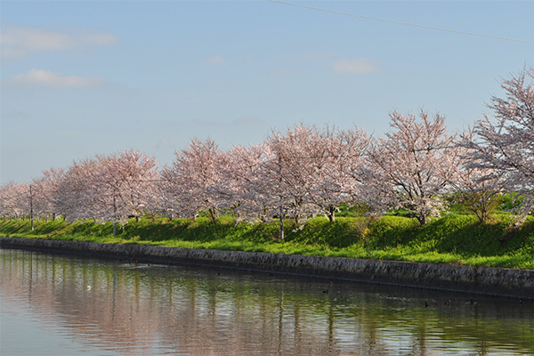 操明学区桜並木